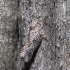 Massila sp. (genus) at Evatt, ACT - 10 Dec 2021