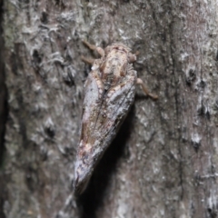 Massila sp. (genus) at Evatt, ACT - 10 Dec 2021