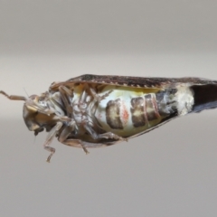 Massila sp. (genus) at Evatt, ACT - 10 Dec 2021