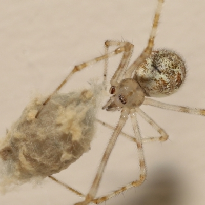 Cryptachaea gigantipes (White porch spider) at Evatt, ACT - 14 Dec 2021 by TimL