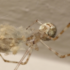 Cryptachaea gigantipes at Evatt, ACT - 14 Dec 2021