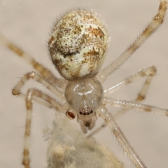 Cryptachaea gigantipes at Evatt, ACT - 14 Dec 2021