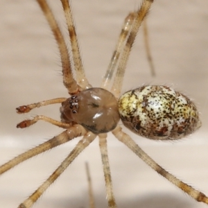 Cryptachaea gigantipes at Evatt, ACT - 14 Dec 2021 03:28 PM