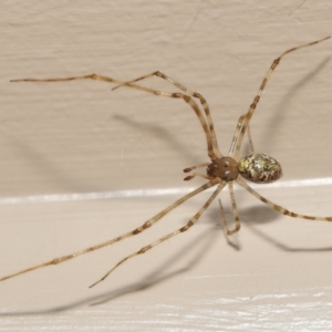 Cryptachaea gigantipes at Evatt, ACT - 14 Dec 2021