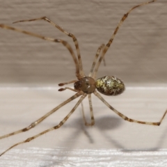 Cryptachaea gigantipes at Evatt, ACT - 14 Dec 2021 03:28 PM