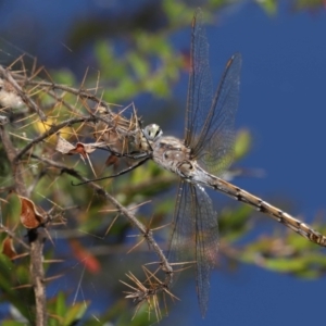 Hemicordulia tau at Acton, ACT - 12 Dec 2021