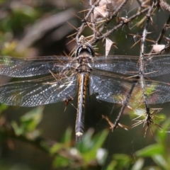 Hemicordulia tau at Acton, ACT - 12 Dec 2021