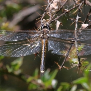 Hemicordulia tau at Acton, ACT - 12 Dec 2021