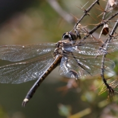 Hemicordulia tau at Acton, ACT - 12 Dec 2021 11:15 AM