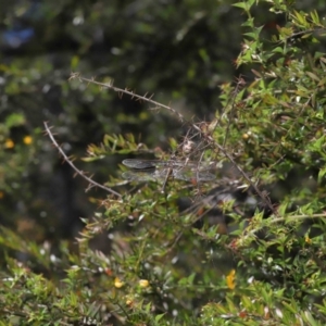 Hemicordulia tau at Acton, ACT - 12 Dec 2021