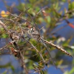 Hemicordulia tau at Acton, ACT - 12 Dec 2021