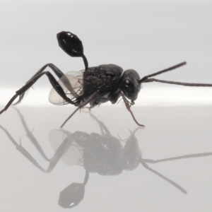 Acanthinevania sp. (genus) at Evatt, ACT - 13 Dec 2021