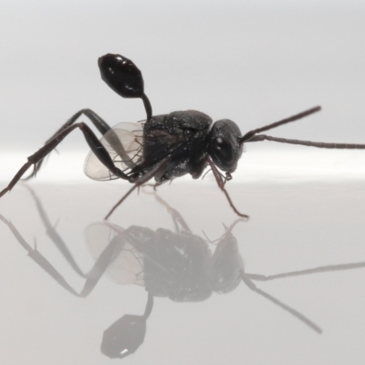 Acanthinevania sp. (genus) (Hatchet wasp) at Evatt, ACT - 13 Dec 2021 by TimL