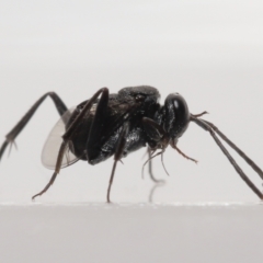 Acanthinevania sp. (genus) at Evatt, ACT - 13 Dec 2021 05:01 PM