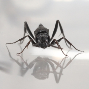 Acanthinevania sp. (genus) at Evatt, ACT - 13 Dec 2021