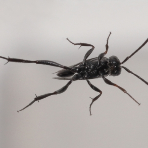 Acanthinevania sp. (genus) at Evatt, ACT - 13 Dec 2021 05:01 PM