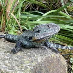 Intellagama lesueurii howittii (Gippsland Water Dragon) at Acton, ACT - 26 Dec 2021 by Cricket