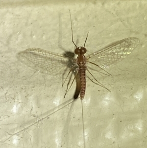 Ephemeroptera (order) at Numeralla, NSW - suppressed