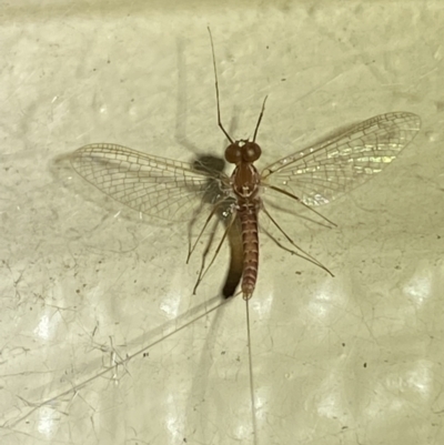 Ephemeroptera (order) (Unidentified Mayfly) at Numeralla, NSW - 30 Dec 2021 by Steve_Bok