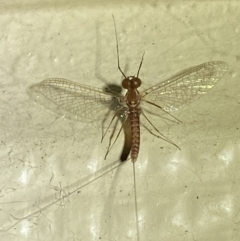 Ephemeroptera sp. (order) (Unidentified Mayfly) at Numeralla, NSW - 30 Dec 2021 by Steve_Bok