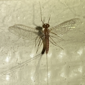 Ephemeroptera (order) at Numeralla, NSW - suppressed