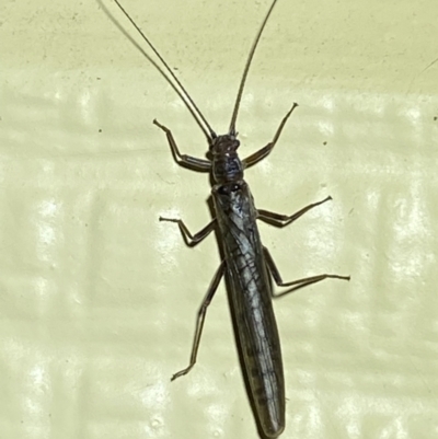 Plecoptera sp. (order) (Unidentified Stone fly) at Numeralla, NSW - 30 Dec 2021 by Steve_Bok