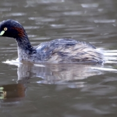 Tachybaptus novaehollandiae (Australasian Grebe) at Molonglo Valley, ACT - 3 Oct 2021 by Cricket