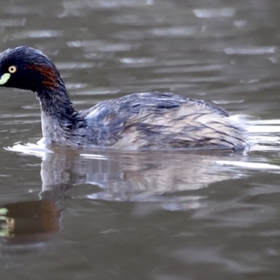 Tachybaptus novaehollandiae (Australasian Grebe) at Molonglo Valley, ACT - 3 Oct 2021 by JimL