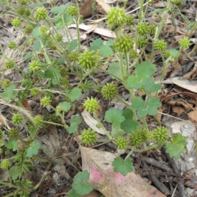 Hydrocotyle laxiflora (Stinking Pennywort) at Mount Taylor - 27 Dec 2021 by MatthewFrawley