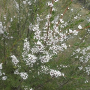 Kunzea ericoides at Kambah, ACT - 27 Dec 2021 02:54 PM