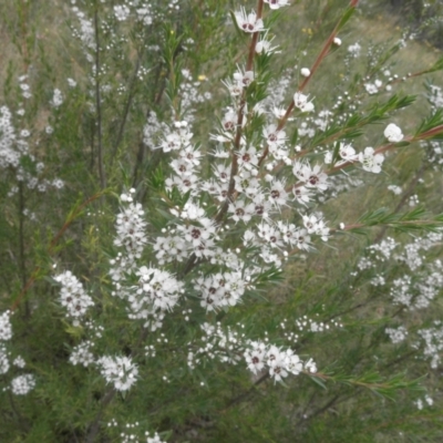 Kunzea ericoides (Burgan) at Mount Taylor - 27 Dec 2021 by MatthewFrawley