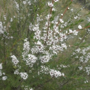 Kunzea ericoides at Kambah, ACT - 27 Dec 2021