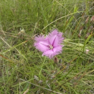 Thysanotus tuberosus subsp. tuberosus at Kambah, ACT - 27 Dec 2021