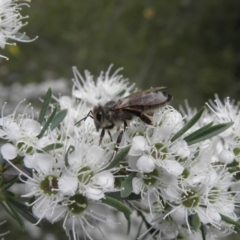 Apis mellifera (European honey bee) at Kambah, ACT - 27 Dec 2021 by MatthewFrawley