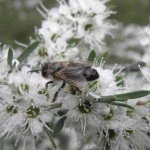 Apis mellifera at Kambah, ACT - 27 Dec 2021