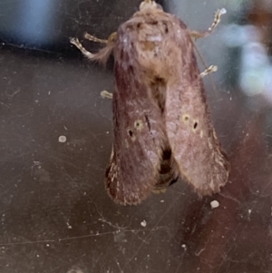 Doratifera quadriguttata and casta at Numeralla, NSW - 31 Dec 2021