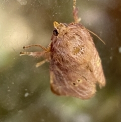 Doratifera quadriguttata and casta at Numeralla, NSW - 31 Dec 2021