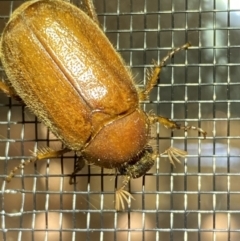 Melolonthini (tribe) (Cockchafer) at Numeralla, NSW - 30 Dec 2021 by Steve_Bok