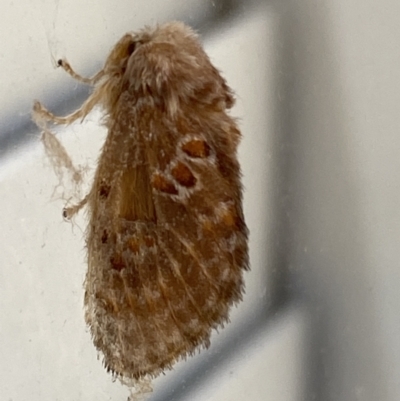 Pseudanapaea (genus) (A cup moth) at Numeralla, NSW - 30 Dec 2021 by Steve_Bok