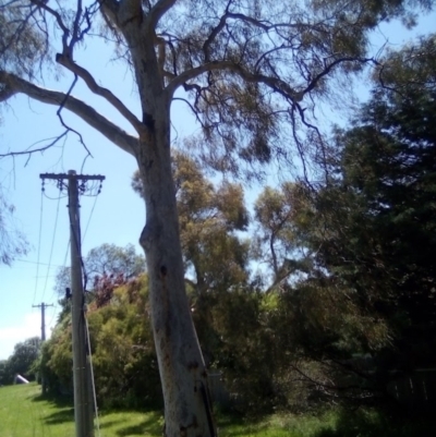 Eucalyptus mannifera (Brittle Gum) at Lyons, ACT - 1 Dec 2021 by MichaelMulvaney