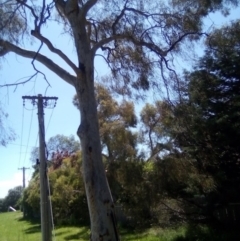 Eucalyptus mannifera (Brittle Gum) at Lyons, ACT - 30 Nov 2021 by MichaelMulvaney