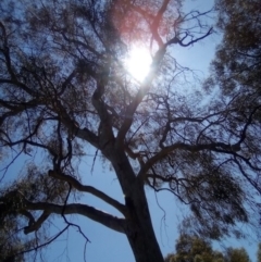 Eucalyptus mannifera at Lyons, ACT - 1 Dec 2021