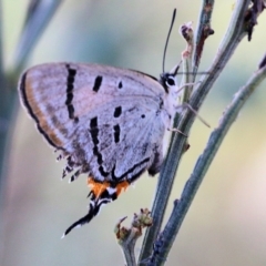 Jalmenus evagoras (Imperial Hairstreak) at Pambula Beach, NSW - 31 Dec 2021 by KylieWaldon