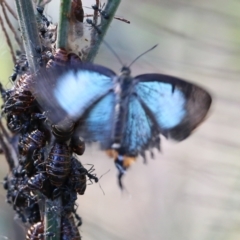 Jalmenus evagoras at Pambula Beach, NSW - 31 Dec 2021