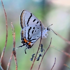 Jalmenus evagoras at Pambula Beach, NSW - 31 Dec 2021