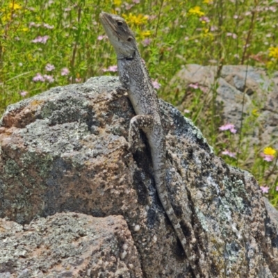Amphibolurus muricatus (Jacky Lizard) at Mount Taylor - 25 Dec 2021 by Philip