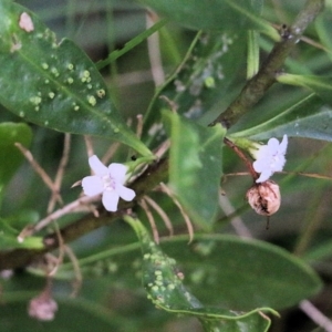 Myoporum boninense subsp. australe at Pambula Beach, NSW - 28 Dec 2021