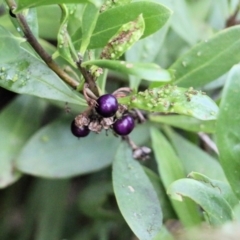 Myoporum boninense subsp. australe at Pambula Beach, NSW - 28 Dec 2021