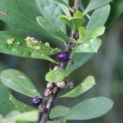 Myoporum boninense subsp. australe at Pambula Beach, NSW - 28 Dec 2021