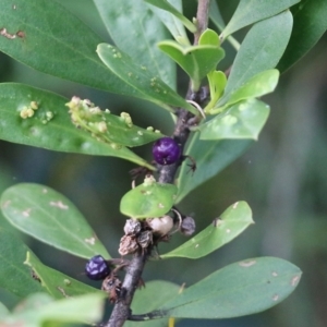 Myoporum boninense subsp. australe at Pambula Beach, NSW - 28 Dec 2021 05:09 AM